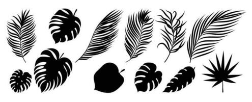 verzameling van silhouet blad elementen. reeks van tropisch planten, blad tak, palm, monstera bladeren, gebladerte. hand- getrokken van botanisch vectoren voor decor, website, grafisch, decoratief.