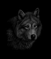 portret van een wolfshoofd op een zwarte vectorillustratie als achtergrond vector
