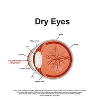 droog ogen anatomie vector illustratie