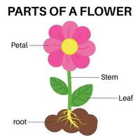 onderdelen van een eenvoudig bloem. vector