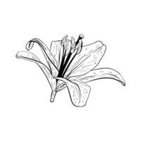 vector illustratie van lelie bloem in vol bloeien. zwart schets van bloemblaadjes