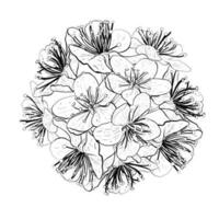 vector illustratie bal van bloemen van kers, sakura, appel, pruim, wild kers pruim, vogel kers, Peer. realistisch zwart schets van bloemblaadjes en stengels, grafisch tekening. voor kaart, logo, banier, sticker