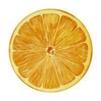 oranje ronde plak. hand- getrokken waterverf illustratie van citrus vers besnoeiing Aan wit geïsoleerd achtergrond. tekening van tropisch fruit sectie voor sap label, icoon of logo. schetsen van voedsel stuk vector