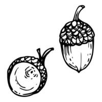 hand- getrokken inkt vector eik boom eikel. schetsen illustratie kunst voor herfst, oogst, landbouw. geïsoleerd voorwerp Aan wit, zwart schets. ontwerp voor restaurant menu afdrukken, cafe, website, uitnodiging bruiloft