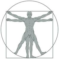 vitruvian Mens vector ontwerp