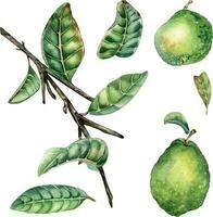 reeks met Afdeling van boom en twee guava fruit waterverf illustratie geïsoleerd Aan wit achtergrond. groen bladeren van tropisch fabriek guajava hand- getrokken. ontwerp voor inpakken, verpakking, label, poster vector