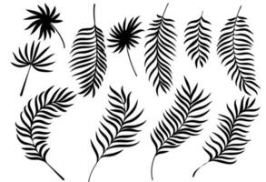 silhouet van palm bladeren. zomer exotisch flora vector