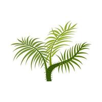 palm bomen zijn geïsoleerd Aan wit achtergrond. mooi palm boom illustratie. kokosnoot boom illustraties vector