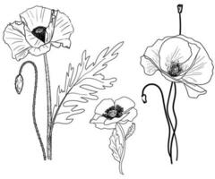 papaver bloem in vector. schets tekening beeld Aan transparant achtergrond voor kleurboek vector