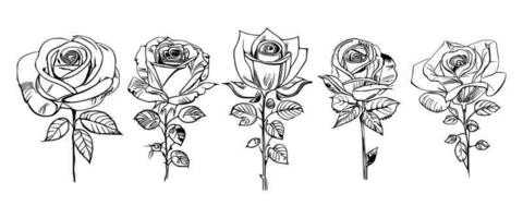 mooi hand- getrokken bloem rozen vector