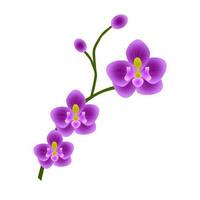 paarse orchideebloem vector