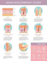 menselijk integumentair systeem infographics poster vector