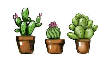 cactus waterverf, cactussen fabriek hand- getrokken, vector illustratie geïsoleerd Aan wit achtergrond