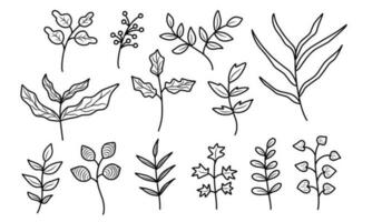 tekening illustratie van takken bladeren in verschillend fabriek. bloemen hand- getrokken lijn kunst stijl. vector