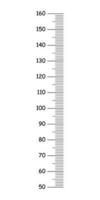 kinderen hoogte tabel van 50 naar 160 centimeter. sjabloon voor muur groei sticker geïsoleerd Aan een wit achtergrond. meter muur of groei heerser. vector gemakkelijk illustratie.