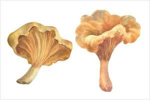 waterverf chanterelle paddestoelen, vector illustratie. hand- geschilderd voedsel illustratie. fijnproever van wild Woud