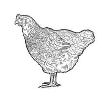 handgemaakt kip, kip. gevogelte, vleeskuikens, boerderij dieren. wijnoogst schetsen. vector illustratie.