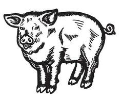 vector illustratie van een jong varken in grafisch stijl, hand- getrokken.