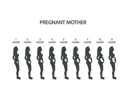 silhouet van zwanger vrouw, baby ontwerp, 1 2 3 4 5 6 7 8 9 maanden, met groeit foetus, vector illustratie