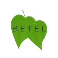 betel blad realistisch illustratie logo vector