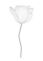 getekend zwart-witte tulp door contourlijn. vector illustratie
