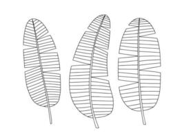 banaan bladeren vector set. banaan blad schetsen