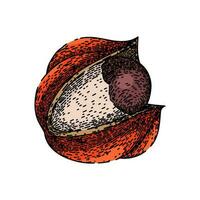 Gezondheid guarana fruit schetsen hand- getrokken vector