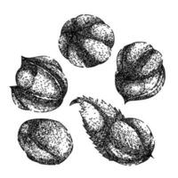 guarana fruit reeks schetsen hand- getrokken vector