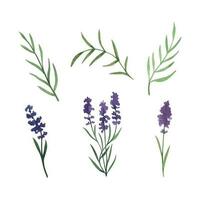 provence lavendel bloemen en bladeren. hand- getrokken zomer kruid waterverf clip art vector