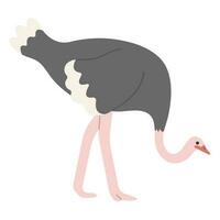 struisvogel single illustratie vector pro
