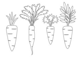 wortel en bladeren icoon vector illustratie set, schets tekening