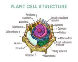 vectorillustraties schetsen. schematische structuur van plantencel. vector