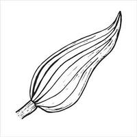 vel. botanisch blad van lelie bloem. hand getekend Aan een wit achtergrond, in vector formaat. grafisch tekening kan worden gebruikt voor uw ontwerp.