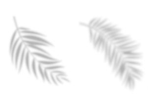 realistische abstracte palmbladeren schaduw geïsoleerd op een witte achtergrond vector