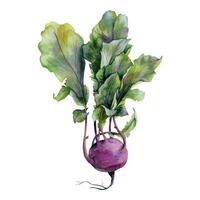 vector Purper koolraap met bladeren waterverf illustratie, vers groenten, vegetarisch kunst, boerderij tekening