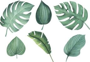 reeks van tropisch palm bladeren geïsoleerd zonder achtergrond. waterverf exotisch fabriek. hand- tekening botanisch illustratie. oerwoud ontwerp. vector