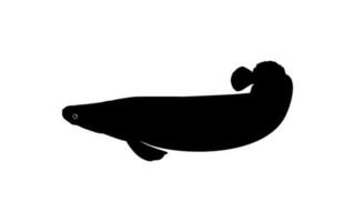 silhouet van de vis arapaima, of pirarucu, of paiche, voor icoon, symbool, pictogram, kunst illustratie, logo type, website of grafisch ontwerp element. vector illustratie