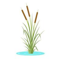 vector illustratie, cattail gras of biezen, wetenschappelijk naam typha latifolia, geïsoleerd Aan wit achtergrond.