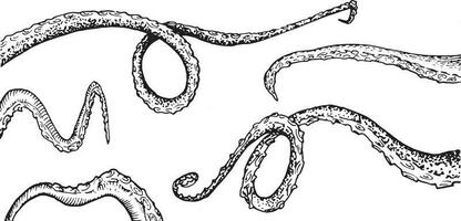 gegraveerde Octopus inktvis voelhoorn wijnoogst grafisch reeks vector