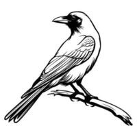 kraaien silhouet, kraaien mascotte logo, kraaien zwart en wit dier symbool ontwerp, vogel icoon. vector