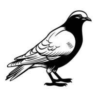 duiven silhouet, duiven mascotte logo, duiven zwart en wit dier symbool ontwerp, vogel icoon. vector