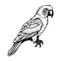 papegaaien silhouet, papegaaien mascotte logo, papegaaien zwart en wit dier symbool ontwerp, vogel icoon. vector