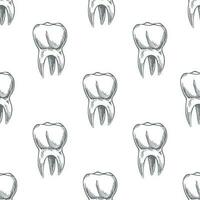 hand getekend vector naadloos patroon van tanden. tanden schetsen. verschillend types van menselijk tand. tandheelkundig zorg.