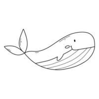 schattig walvis in tekening stijl. lineair baby walvis geïsoleerd Aan wit achtergrond. vector illustratie.