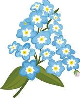 vergeten me niet bloem vector illustratie, myosotis of ondubbelzinnig, Armenië nationaal bloem vector beeld