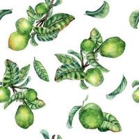 Afdeling van boom en single guava fruit waterverf naadloos patroon geïsoleerd Aan wit achtergrond. groen bladeren, bloemen van guajava hand- getrokken. ontwerp voor inpakken, verpakking, kleding stof, papier, textiel vector