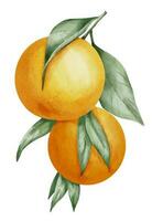 oranje fruit Afdeling. hand- getrokken waterverf illustratie van geel tropisch citrus voedsel Aan wit geïsoleerd achtergrond. tekening van mandarijn- boom met groen bladeren. schetsen van sappig mandarijn voor menu vector