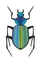 kever calosoma rups- jager of zoeker kever vector