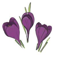 krokus hand getekend illustratie. gekleurde vector tekening van saffraan krokus geïsoleerd Aan wit w achtergrond. bloeiend voorjaar bloem botanisch illustratie - krokus sativus.