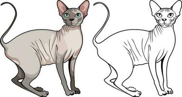 sphynx kat vector illustratie , Canadees sphynx haarloos kat vector beeld , gekleurde en zwart en wit lijn kunst voorraad vector